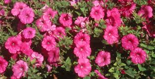 PLANTanswers: Plant Answers > Laura Bush Petunia