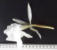 Image result for Siphonochilus rhodesicus