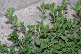 Image result for Polygonum aviculare
