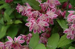 Image result for Deutzia hybrida Pink Pompon