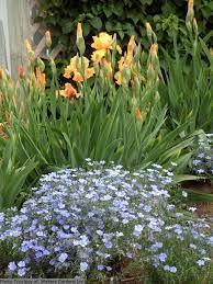 Wild Flax Blue Saphyr Sapphire Wildflower Ps To Full Sun 8 H 12 18 Linum Lewisii Pursh Linaceae Flax Famil Shade Plants Flower Seedlings Plants