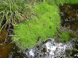 Image result for Isolepis sp.no.1