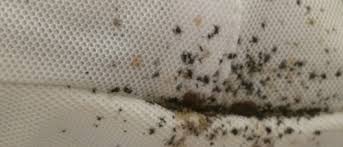 Image result for bed bugs droppings