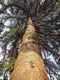 Cedars Of Lebanon Weird Trees Lebanon Beautiful Tree