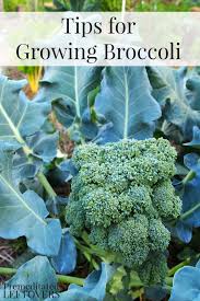 Tips For Growing Broccoli In Your Garden Including How To Grow Broccoli From Seed How To Transplant Broccoli Brokkoli Anbauen Gemuse Anbauen Brokkoli Pflanzen