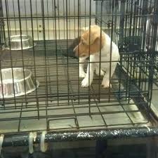 Maybe you would like to learn more about one of these? Photos At Beverly S Pet Center 6 Tips From 239 Visitors