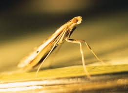 Image result for Euclasta