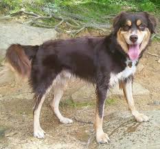 It makes an excellent watchdog, as both its parent breeds watch your puppy grow up. Aussie Siberian Dog Breed Information
