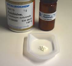 Image result for Camptorrhiza strumosa