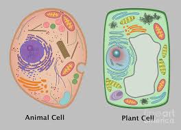 Jewelry safe, family safe, plant based: Animal Cell And Plant Cell Photograph By Gwen Shockey