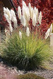 What are the characteristics of pampas grass? Majestic Garden Grasses Grasses Landscaping Ornamental Grass Landscape Best Ornamental Grasses