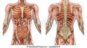 Quick notes on muscle behavior. Male Torso Front And Back With Muscles And Organs Muscles Of The Male Torso Front And Back Semi Transparent To Reveal The Canstock