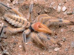 Camel spiders have become famous since the beginning of the 2000s, when the first american soldiers entered iraq. Pin On Nice