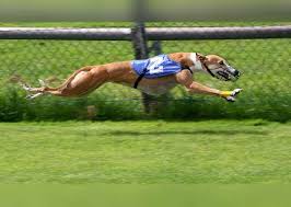 Pin On Greyhounds Dogs