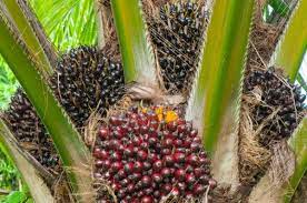 Palm oil products are incredibly harmful to the environment because of how palm oil is produced. Oil Palm Cultivation Palm Oil Guide Agri Farming