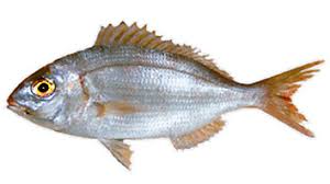 Tamanhos Minimos Dos Peixes Para Ir A Pesca