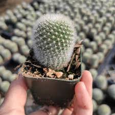 Image result for Clutia robusta