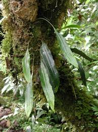 Image result for Pleopeltis macrocarpa