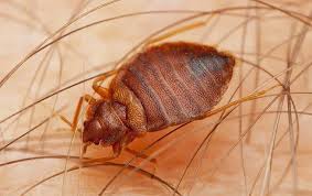 Bed bugs are becoming more commonly a concern and they require a cycle of treatment and consistency from the home owner. Bed Bug Control Professional Services For Northeast Dallas Metro