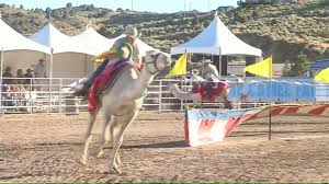The fonner park race track decided to change things up a bit, ditching the horse races for camel and ostrich races. 60th Annual Camel And Ostrich Races Held In Nevada Wavy Com