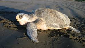 Olive Ridley Sea Turtle Lepidochelys Olivacea All Turtles