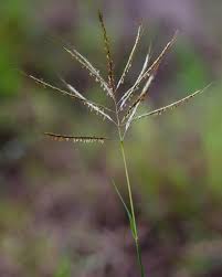 Image result for Bothriochloa