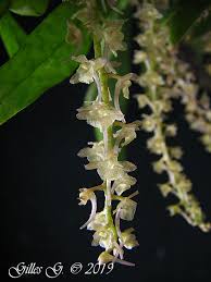 Image result for Rhipidoglossum bilobatum