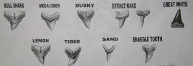 sharks teeth identification chart shark tattoos shark