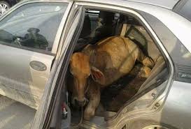 Untuk pertanyaan boleh call @ whatsapp. 4 Tentera 2 Polis Bantuan Antara 8 Ditahan Curi Lembu Di Johor Minda Rakyat