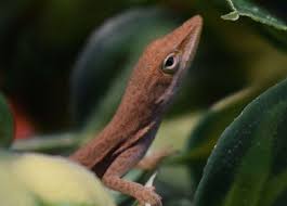 Saved! Tiny N.J. lizard goes from salad to grade-school superstar