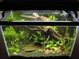 Cichlid Forum Do You Like Dislike Your Black Substrate Fish Tank Terrarium Fish Tank Design Planted Aquarium