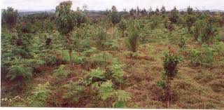 Image result for Faurea wentzeliana