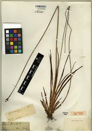 Image result for Xyris obscura