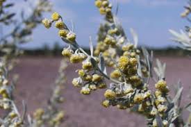 In diesem artikel erfahren sie. Pollen Im Anflug Beifuss Und Ragweed Allergien Derstandard At Gesundheit