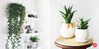 They also offer wooden plant. Where To Buy Indoor Plants In Metro Manila For Delivery Part 2 Loopme Philippines