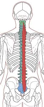 Pin Em Medicina