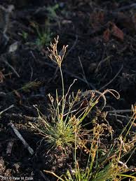 Image result for Fimbristylis aphylla