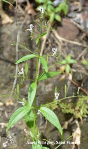 Image result for Justicia tenella