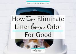 Getting rid of cat odors in carpets and furniture is key to getting your house to smell fresh and clean. How To Eliminate Litter Box Odor For Good Showme Suburban