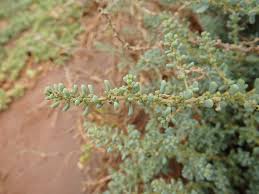 Image result for Suaeda vermiculata