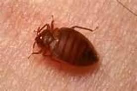 Parasites Picture Of Britannia Sachas Hotel Manchester Tripadvisor