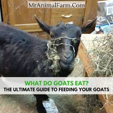 What Do Goats Eat A Guide To Feeding Your Goats Goats Goat Toys Feeding Goats
