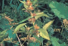 Image result for Acalypha polymorpha