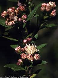 Image result for Maerua salicifolia