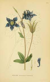 1 Billeder Af Nordens Flora Biodiversity Heritage Library Botanical Drawings Botanical Illustration Botany Illustration