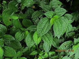 Image result for Lecanthus peduncularis