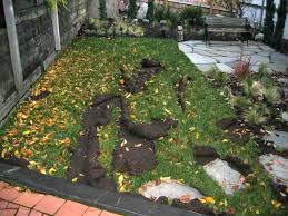How to get rid of raccoons in garden. Prevent Raccoon Digging Up Lawn Or Yard