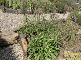 Image result for Coleus betonicifolius