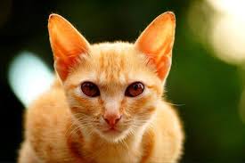 Neden Genelde Turuncu Kediler Erkek Olur My Animals