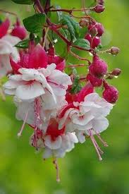 Risultati immagini per Naturaleza perfecta. Fuchsia.